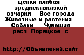 щенки алабая ( среднекавказкой овчарки) - Все города Животные и растения » Собаки   . Чувашия респ.,Порецкое. с.